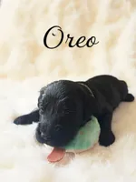 Oreo, a male Goldendoodle for sale in Port Richey, FL – 4 of 10