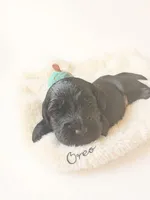 Oreo, a male Goldendoodle for sale in Port Richey, FL – 6 of 10