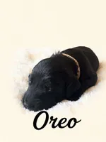 Oreo, a male Goldendoodle for sale in Port Richey, FL – 2 of 10
