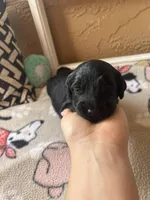 Oreo, a male Goldendoodle for sale in Port Richey, FL – 9 of 10