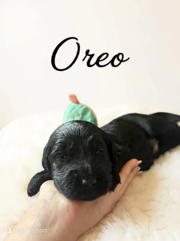 Oreo – Goldendoodle puppy for sale in Port Richey, FL