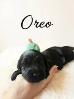 Oreo, a male Goldendoodle for sale in Port Richey, FL – 1 of 10
