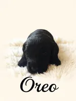 Oreo, a male Goldendoodle for sale in Port Richey, FL – 3 of 10