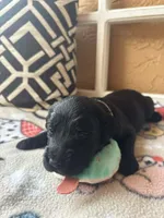 Oreo, a male Goldendoodle for sale in Port Richey, FL – 10 of 10