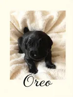 Oreo, a male Goldendoodle for sale in Port Richey, FL – 7 of 10