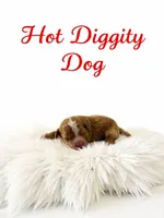 Hot dog Micro Mini, a male Miniature Goldendoodle for sale in Spring Hill, FL – 2 of 9