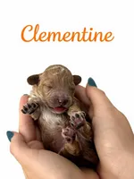 Chili  Mico Mini, a male Miniature Goldendoodle for sale in Spring Hill, FL – 5 of 10