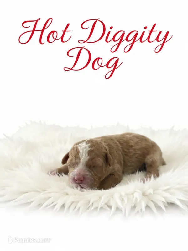 Hot dog Micro Mini – Miniature Goldendoodle puppy for sale in Spring Hill, FL