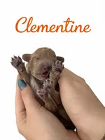 Chili  Mico Mini, a male Miniature Goldendoodle for sale in Spring Hill, FL – 6 of 10