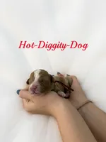 Hot dog Micro Mini, a male Miniature Goldendoodle for sale in Spring Hill, FL – 6 of 9