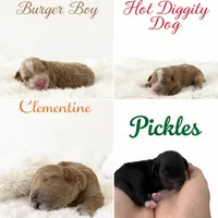 Hot dog Micro Mini, a male Miniature Goldendoodle for sale in Spring Hill, FL – 7 of 9
