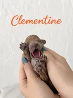 Chili  Mico Mini, a male Miniature Goldendoodle for sale in Spring Hill, FL – 7 of 10