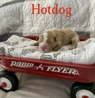 Hot dog Micro Mini, a male Miniature Goldendoodle for sale in Spring Hill, FL – 4 of 9