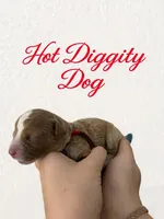 Hot dog Micro Mini, a male Miniature Goldendoodle for sale in Spring Hill, FL – 3 of 9