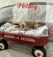 Hot dog Micro Mini, a male Miniature Goldendoodle for sale in Spring Hill, FL – 5 of 9