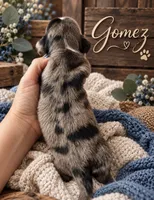 Gomez, a male Miniature Dachshund for sale in Spring Hill, FL – 9 of 10