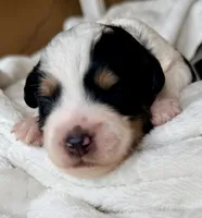 Shadow, a male Poodle - Toy  and Toy Australian Shepherd for sale in Spring Hill, FL – 4 of 9