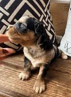 Sterling Toy , a male Toy Australian Shepherd and Miniature Aussiedoodle for sale in Spring Hill, FL – 5 of 10