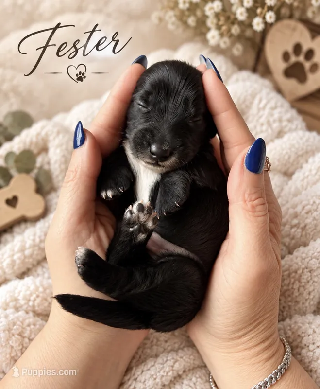 Fester  – Miniature Dachshund puppy for sale in Spring Hill, FL