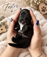 Fester , a male Miniature Dachshund for sale in Spring Hill, FL – 1 of 10