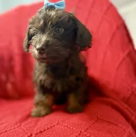 Squirt Tiny under 3 lbs , a female Schnoodle and Poodle - Toy  for sale in Port Richey, FL – Photo 6 of 6