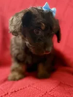 Squirt Tiny under 3 lbs , a female Schnoodle and Poodle - Toy  for sale in Port Richey, FL – Photo 2 of 6