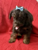 Squirt Tiny under 3 lbs , a female Schnoodle and Poodle - Toy  for sale in Port Richey, FL – Photo 3 of 6