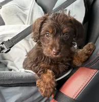 Squirt Tiny under 3 lbs , a female Schnoodle and Poodle - Toy  for sale in Port Richey, FL – Photo 4 of 6