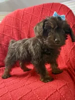 Squirt Tiny under 3 lbs , a female Schnoodle and Poodle - Toy  for sale in Port Richey, FL – Photo 1 of 6