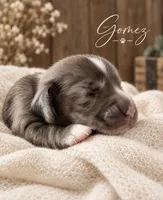 Gomez, a male Miniature Dachshund for sale in Spring Hill, FL – 3 of 10