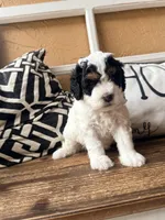 Orange collar , a female Poodle - Toy  and Miniature Bernedoodle for sale in Spring Hill, FL – 6 of 10