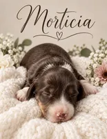 Morticia, a female Miniature Dachshund for sale in Spring Hill, FL – 1 of 10