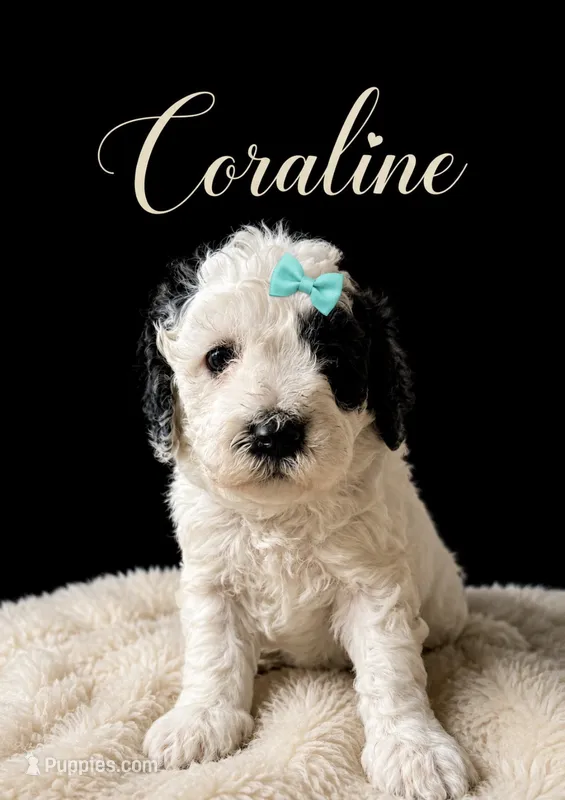 Coraline – Miniature Bernedoodle, Miniature Goldendoodle puppy for sale in Spring Hill, FL