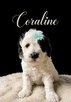 Coraline, a female Miniature Bernedoodle and Miniature Goldendoodle for sale in Spring Hill, FL – 1 of 10