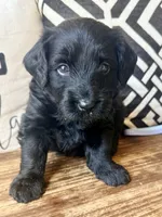 Eclipse , a male Miniature Bernedoodle and Miniature Aussiedoodle for sale in Spring Hill, FL – 7 of 10