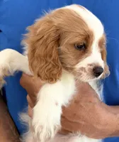 Emmett (Tiny) , a male Cavapoo for sale in Spring Hill, FL – 2 of 10