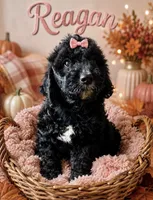 Reagan, a female Miniature Bernedoodle for sale in Spring Hill, FL – 4 of 10