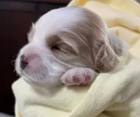 Emmett, a male Cavapoo for sale in Spring Hill, FL – 4 of 10
