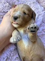 Glory, a female Miniature Bernedoodle for sale in Spring Hill, FL – 4 of 10