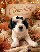 Clementine (black) , a female Miniature Bernedoodle and Miniature Goldendoodle for sale in Spring Hill, FL – 2 of 10