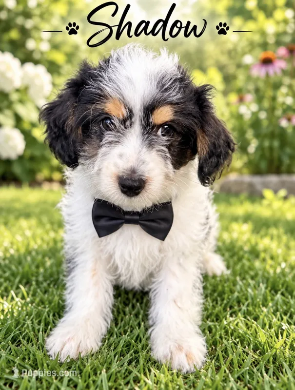 Shadow (Tiny Toy) – Miniature Aussiedoodle puppy for sale in Spring Hill, FL