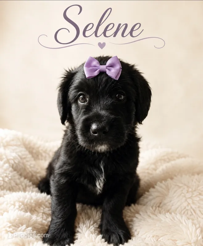 Selene (purple)  – Miniature Bernedoodle, Miniature Aussiedoodle puppy for sale in Spring Hill, FL