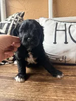 Red collar , a male Miniature Bernedoodle and Miniature Goldendoodle for sale in Spring Hill, FL – 1 of 10
