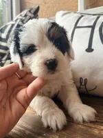 Gray collar, a female Miniature Bernedoodle and Miniature Goldendoodle for sale in Spring Hill, FL – 7 of 10