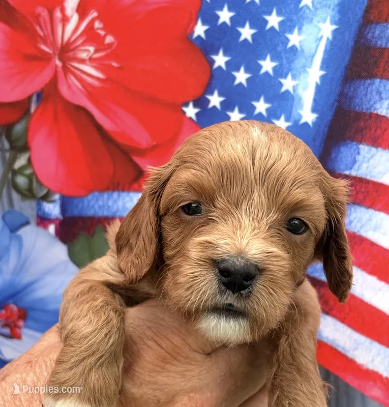 Erin  – Cavapoo puppy for sale in Spring Hill, FL