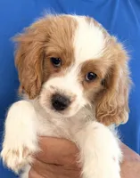 Emmett (Tiny) , a male Cavapoo for sale in Spring Hill, FL – 3 of 10
