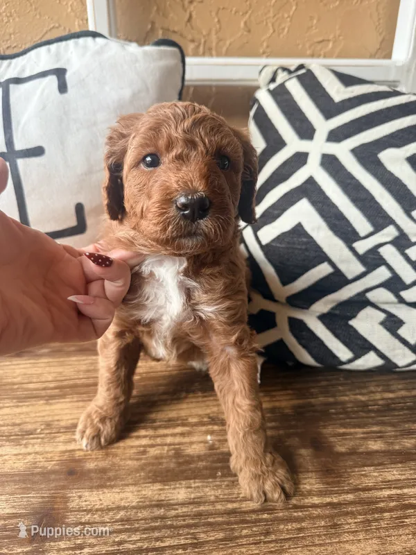 Starla – Miniature Bernedoodle puppy for sale in Spring Hill, FL