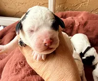 Turquoise collar , a female Poodle - Toy  and Miniature Goldendoodle for sale in Spring Hill, FL – 4 of 10