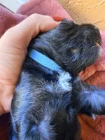 Jackson, a male Miniature Bernedoodle for sale in Spring Hill, FL – 2 of 10