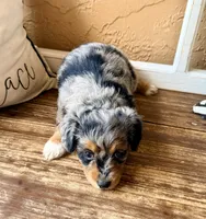 Skye- Tiny Toy , a female Miniature Aussiedoodle for sale in Spring Hill, FL – 5 of 10